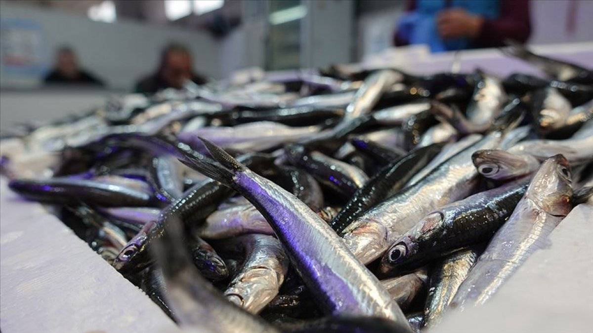 Hamsi avı yasağı, 28 Ocak'a uzatıldı