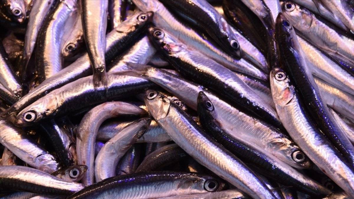 Hamsi avı yasağı, 28 Ocak'a uzatıldı
