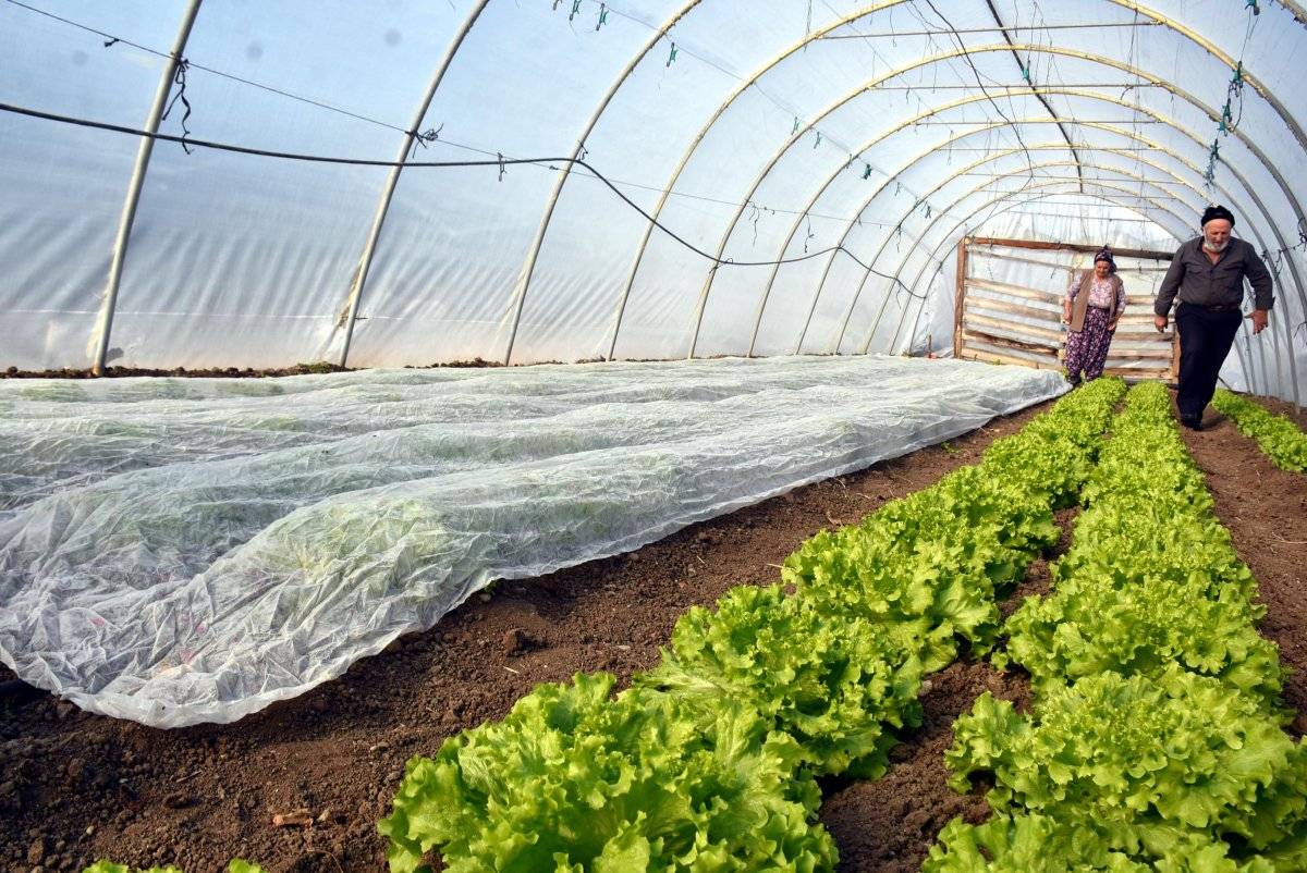 Edirne'de don tehlikesi