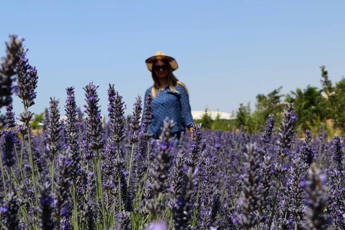 Van'da endemik aromatik ürünler ekiliyor