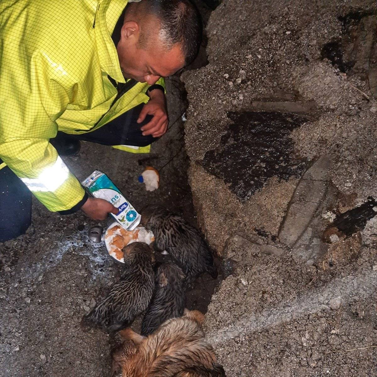 Hatay'da dere yatağında mahsur kalan köpek ve 4 yavrusu kurtarıldı
