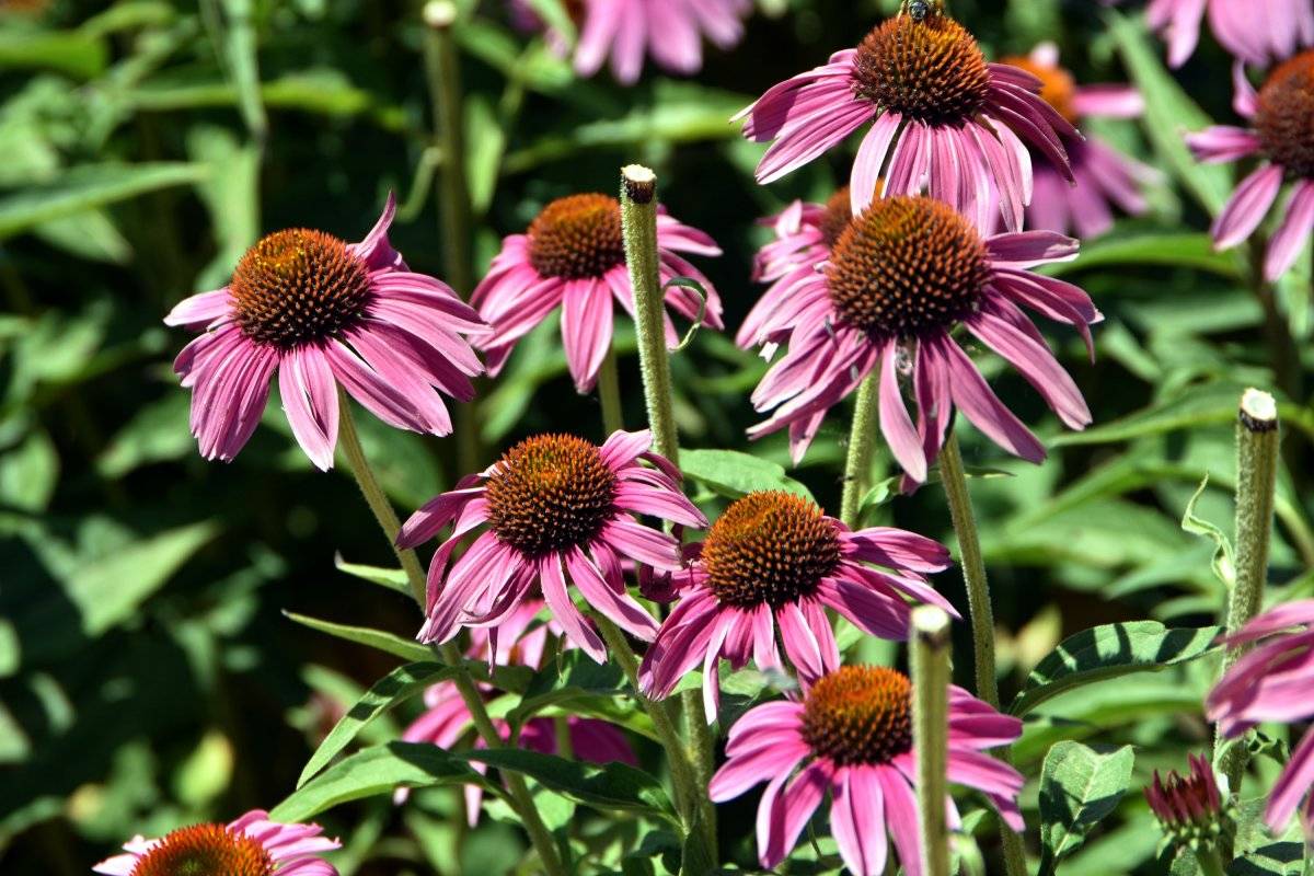 Van'da endemik aromatik ürünler ekiliyor