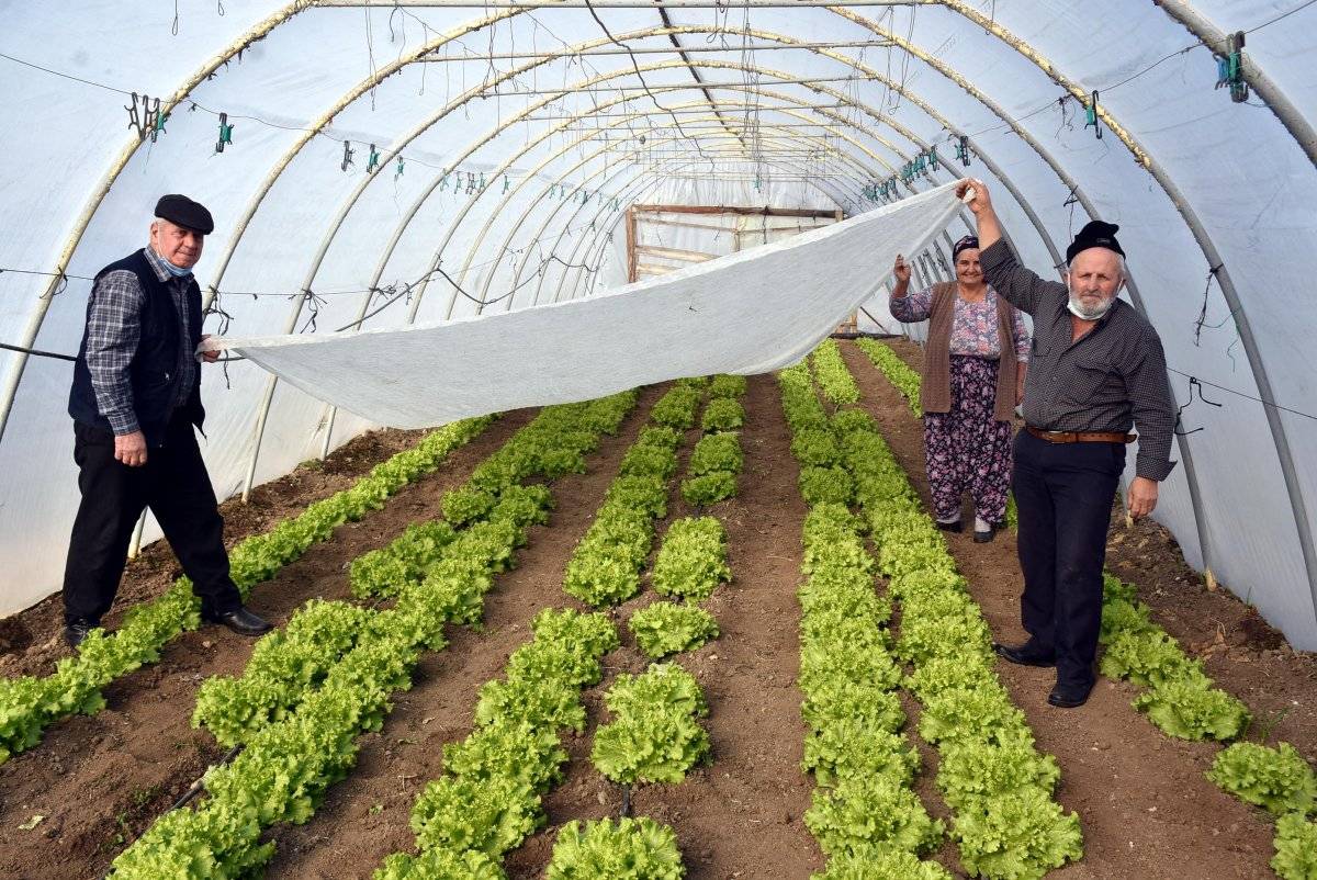 Edirne'de don tehlikesi