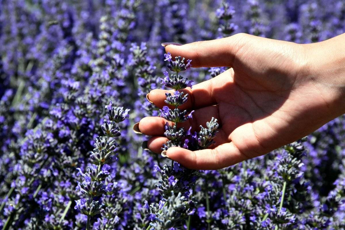 Van'da endemik aromatik ürünler ekiliyor