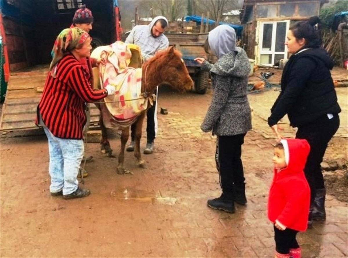 Kocaeli'de yaralı bulunan tay tedavi altına alındı