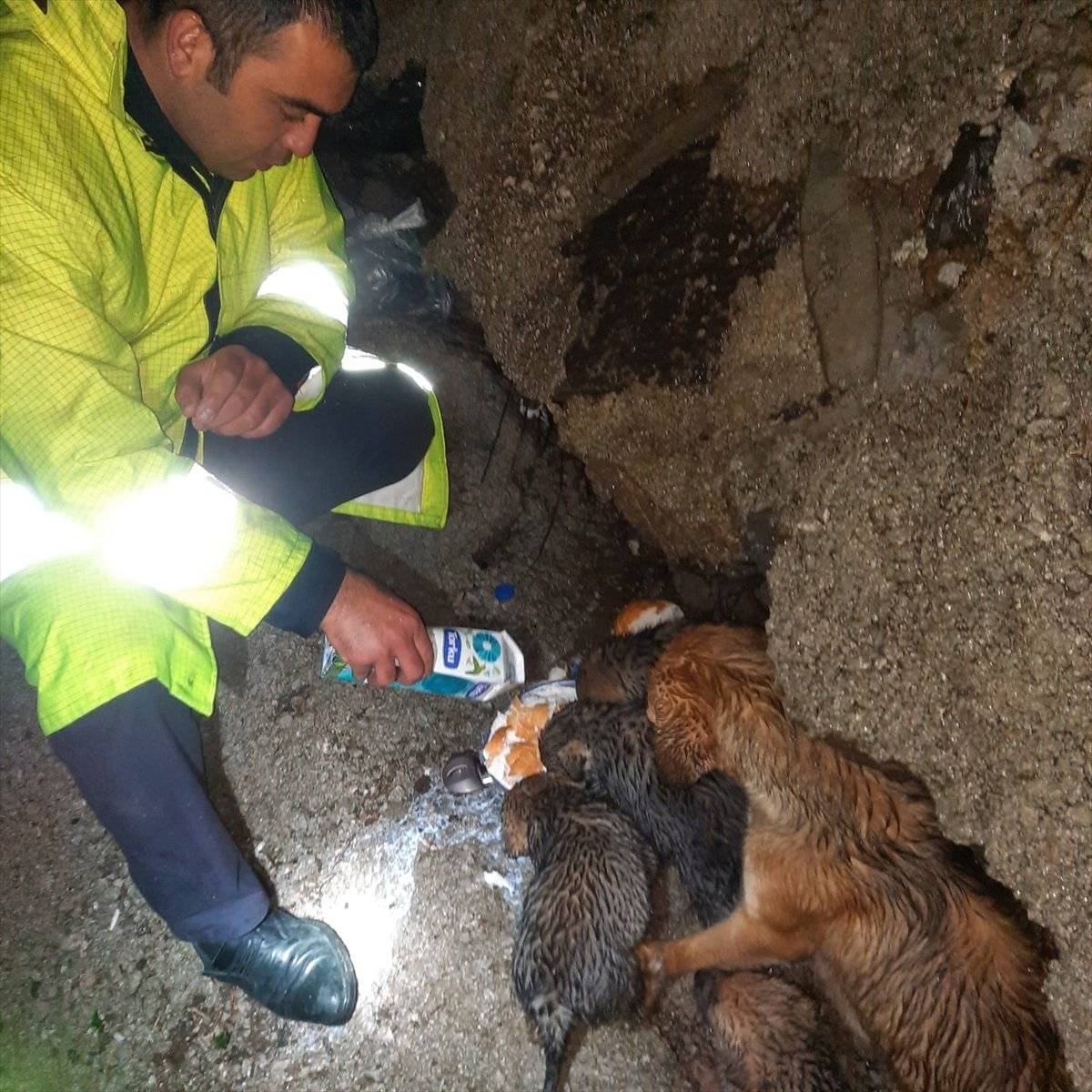 Hatay'da dere yatağında mahsur kalan köpek ve 4 yavrusu kurtarıldı