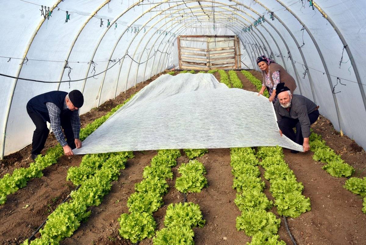 Edirne'de don tehlikesi