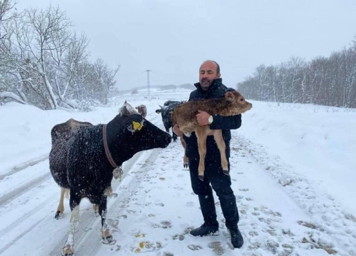 Kocaeli'de donmakta olan buzağıyı kurtardı