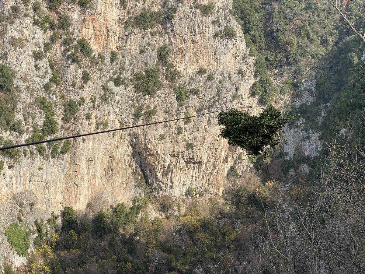 Amanos dağlarından defne toplanıyor