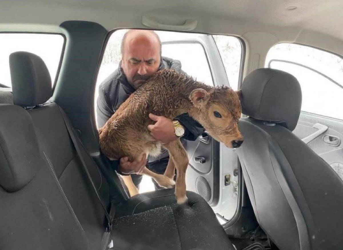Kocaeli'de donmakta olan buzağıyı kurtardı