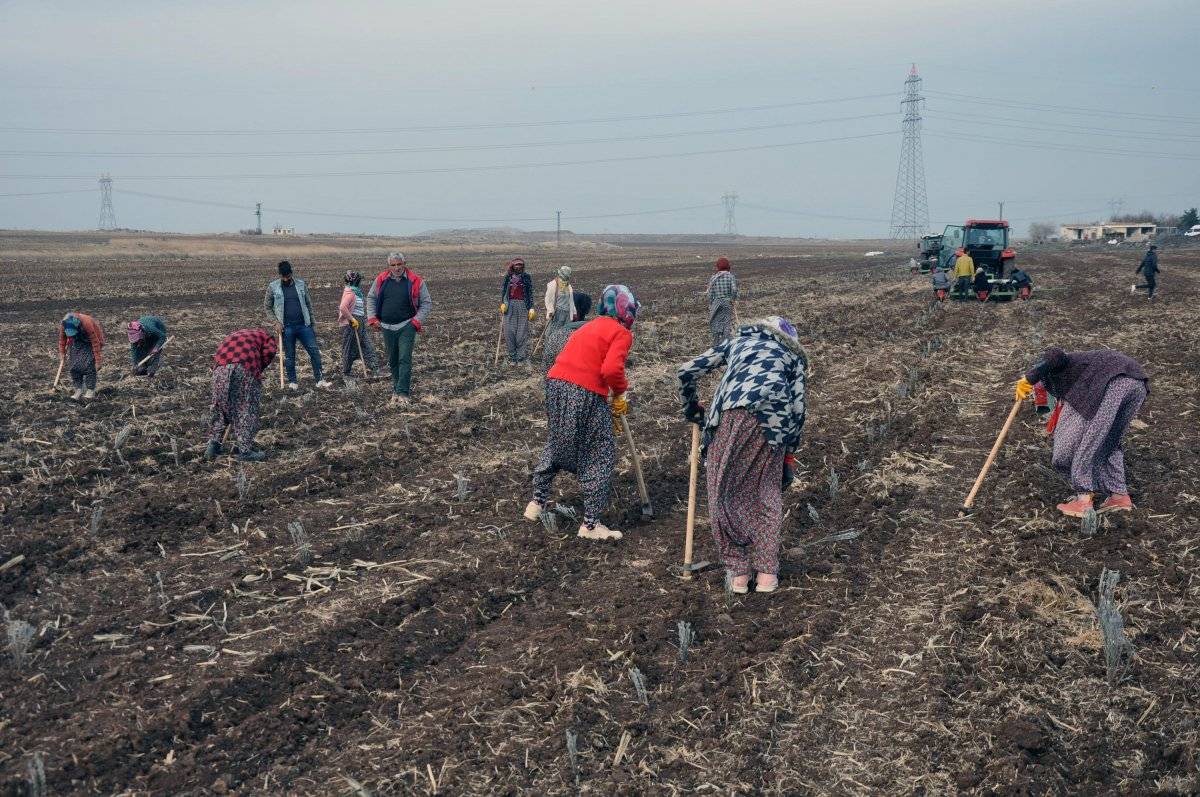 Mardin'de kadınlar lavanta ekecekler