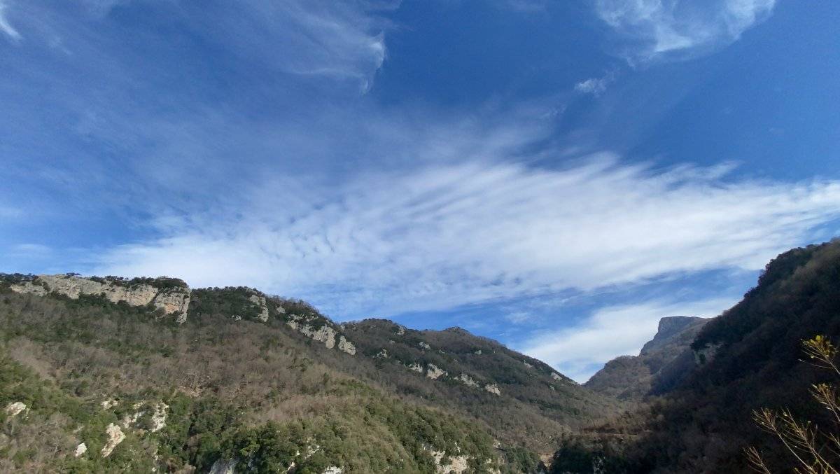 Amanos dağlarından defne toplanıyor