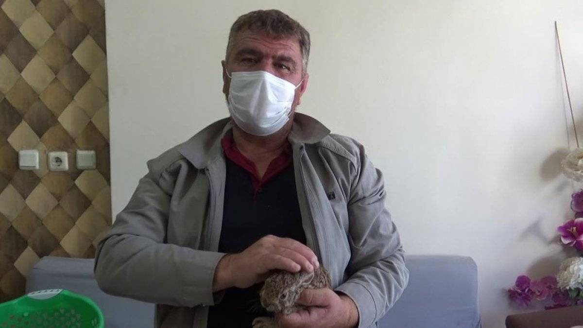 Hataylı çiftçi, bulduğu yavru tavşanı biberonla besliyor