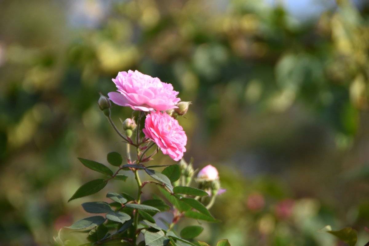 Demre’de kış ortasında bahar yaşanıyor