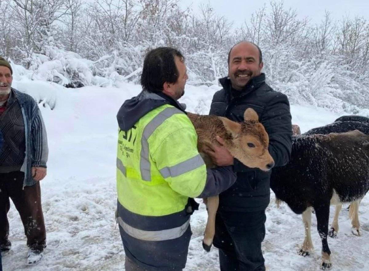 Kocaeli'de donmakta olan buzağıyı kurtardı