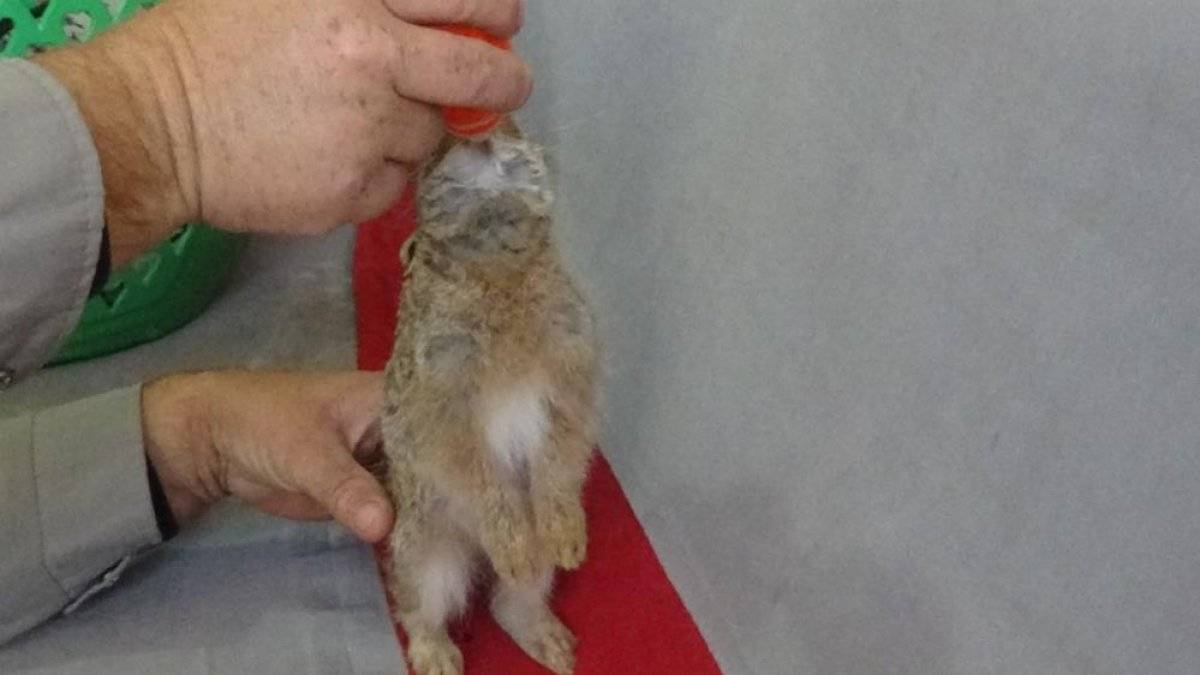 Hataylı çiftçi, bulduğu yavru tavşanı biberonla besliyor