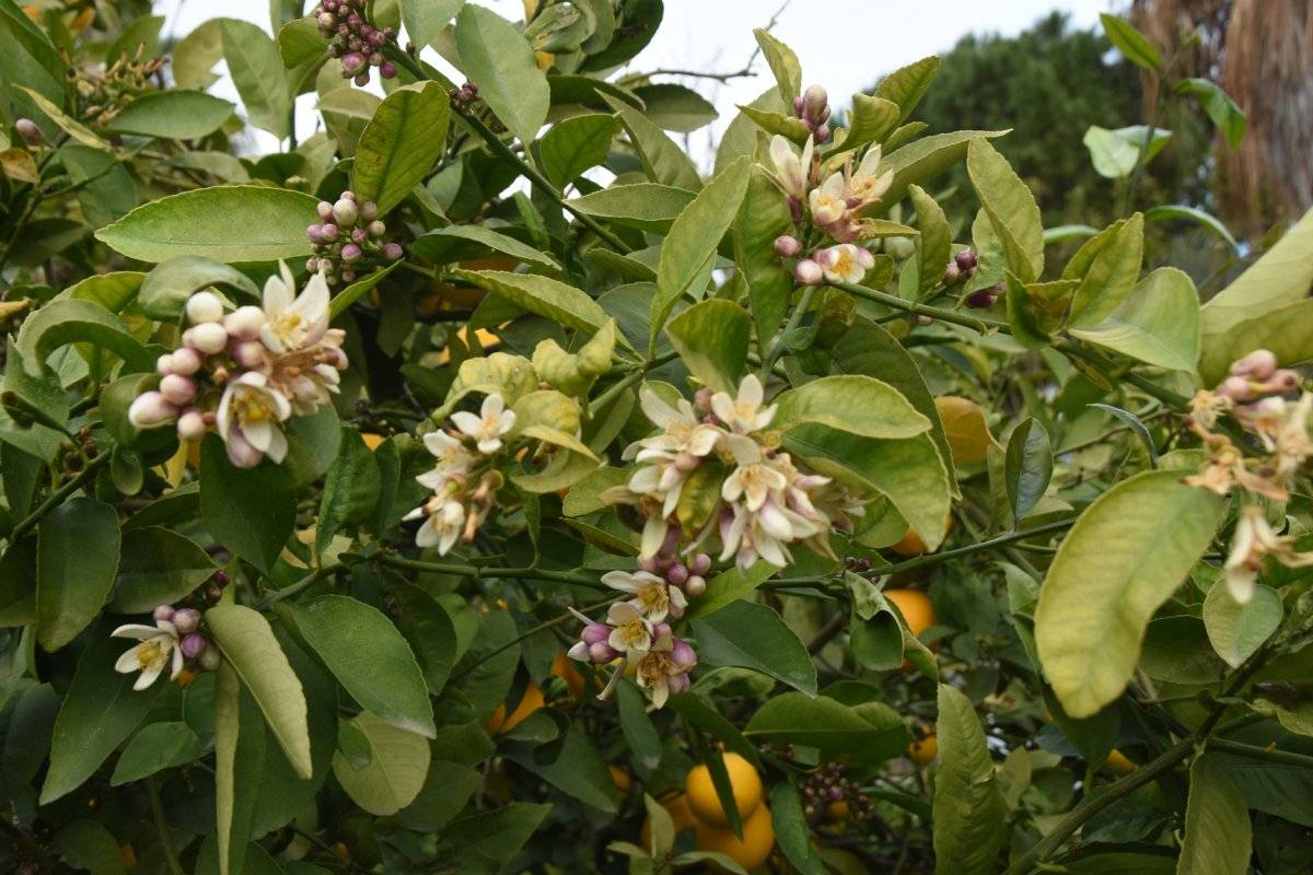 Demre’de kış ortasında bahar yaşanıyor