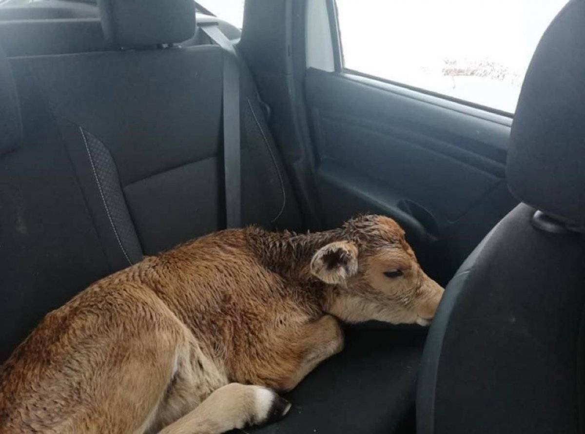 Kocaeli'de donmakta olan buzağıyı kurtardı