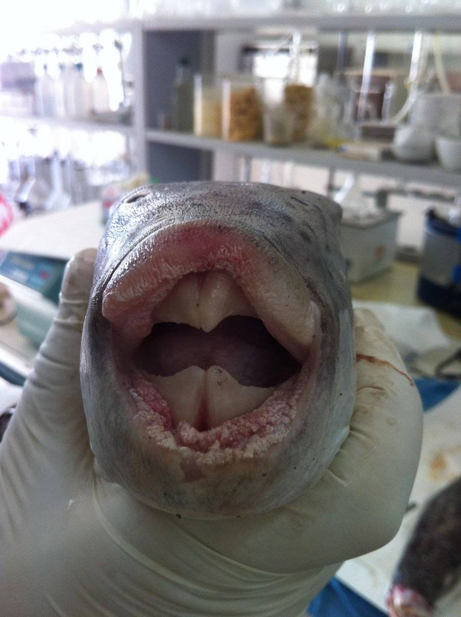 Balon balığı zehirli