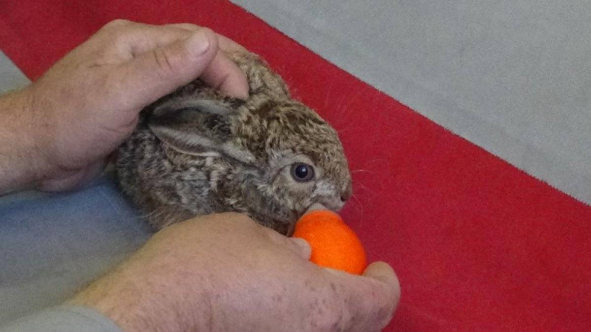 Hataylı çiftçi, bulduğu yavru tavşanı biberonla besliyor