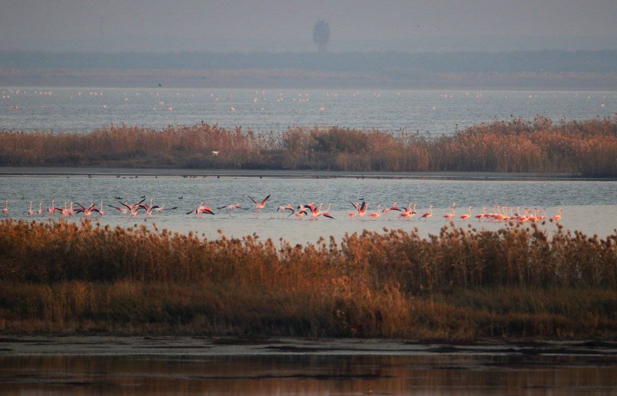 Akyatan Lagünü'nde görsel şölen