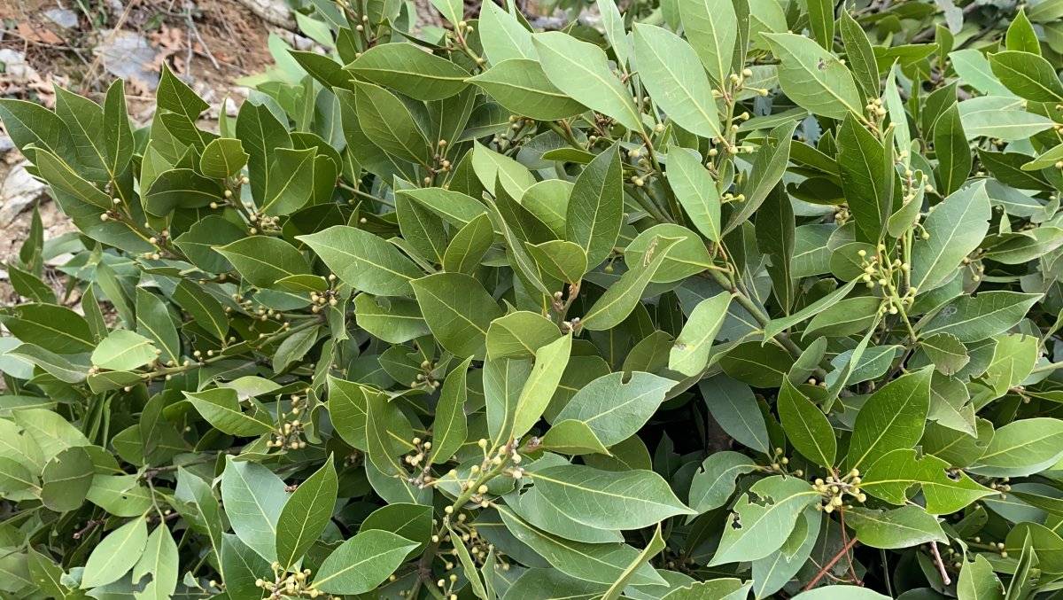 Amanos dağlarından defne toplanıyor