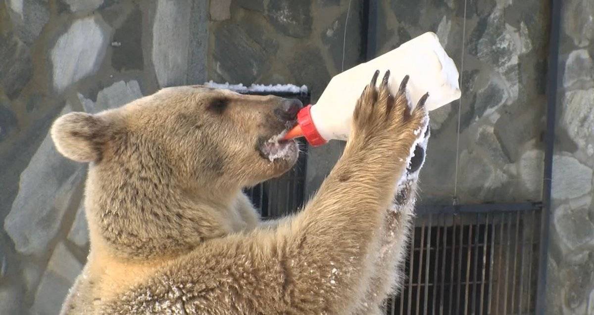 Çekmeköy'de bozayı ve kurdun kar eğlencesi