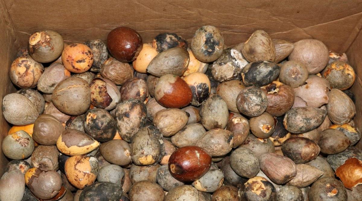 Alanya’da avokado çekirdeği ile alışveriş