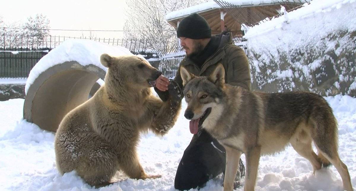 Çekmeköy'de bozayı ve kurdun kar eğlencesi