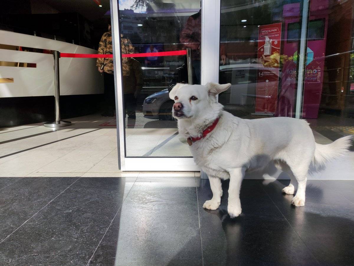 Trabzon'da hastane kapısında sahibini bekleyen köpek