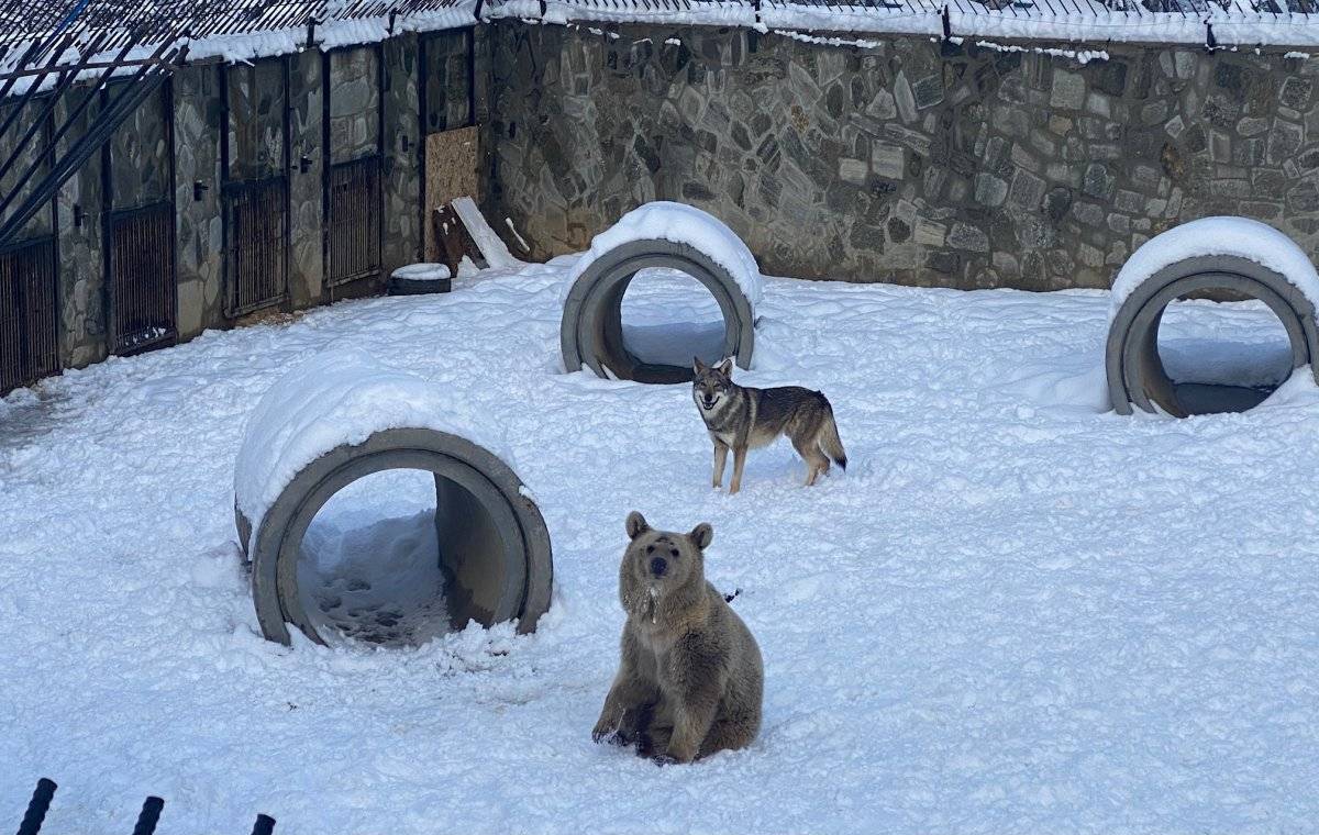 Çekmeköy'de bozayı ve kurdun kar eğlencesi
