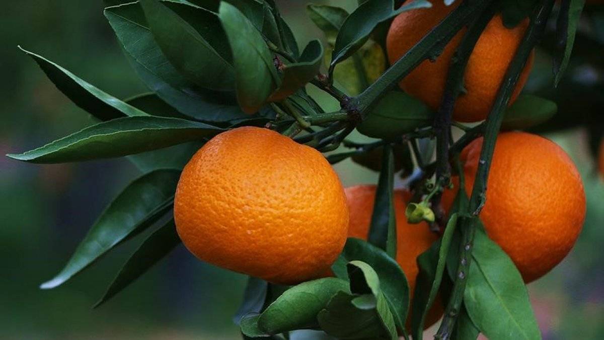 Mersin, yaş meyve ve sebzede lider