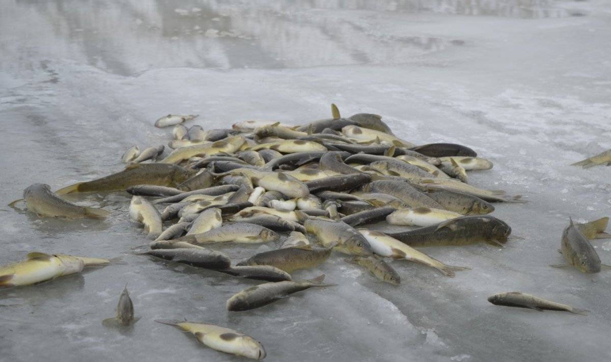 Ekmeklerini buz tutan nehirden çıkartıyorlar