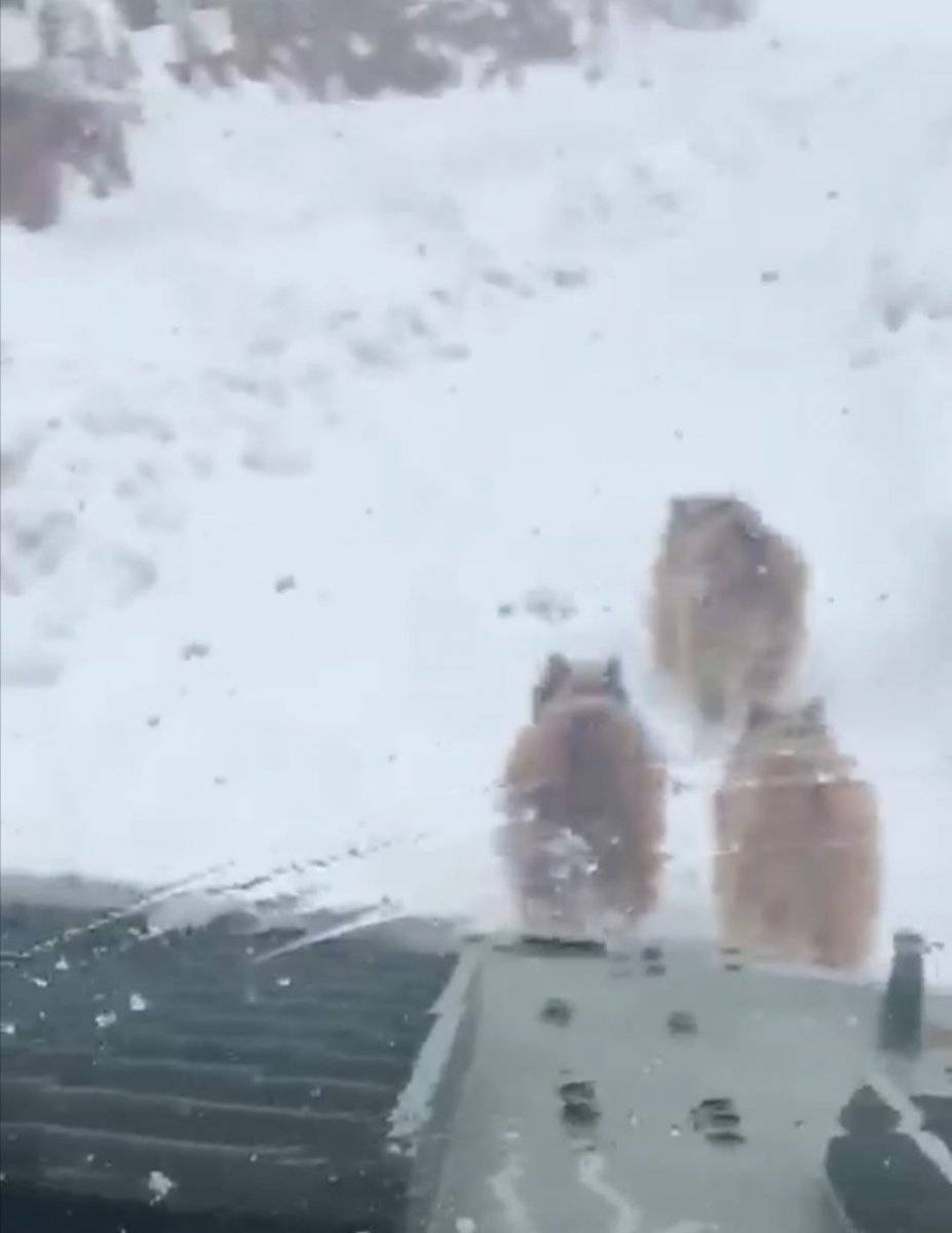 Hakkari'de ayı ve yavruları, kış uykusundan uyandı