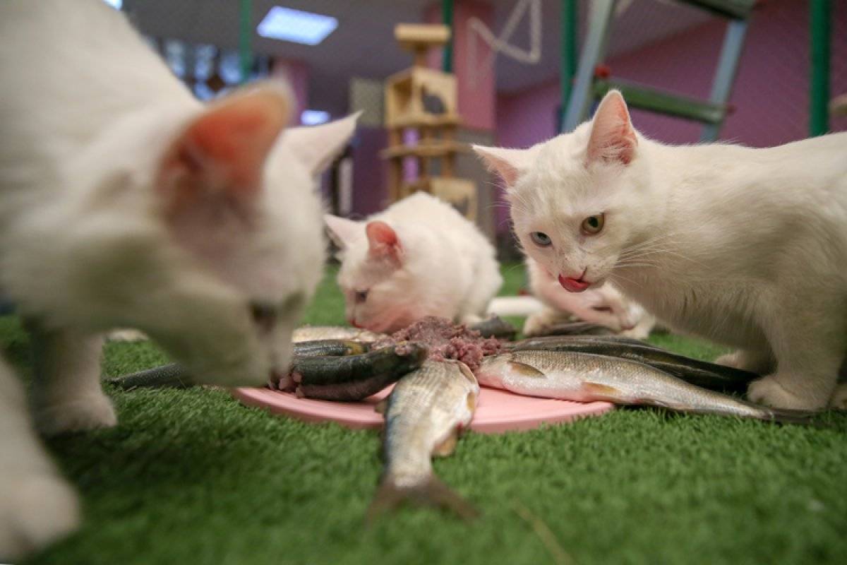 Van kedilerinin sahiplendirilmesinde sağlık karnesi uygulanıyor