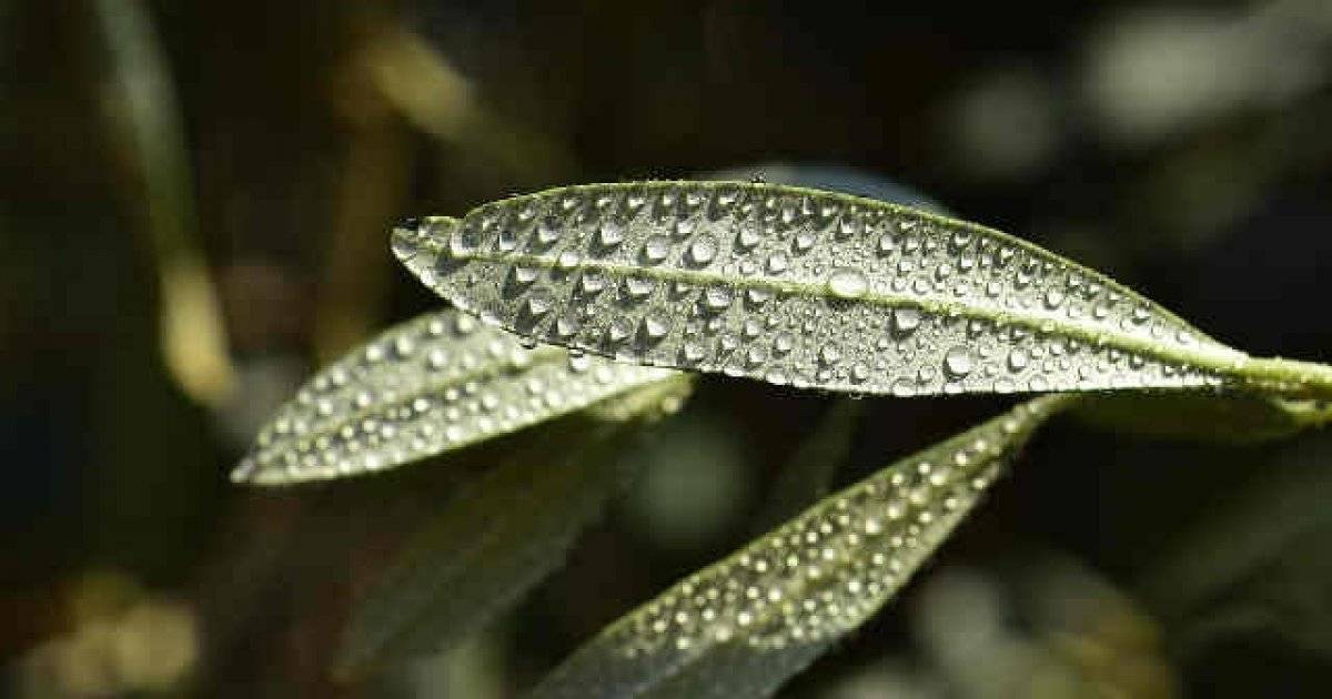 Oleuropein nedir? Koronavirüse karşı etkin madde Oleuropein hangi bitkilerde bulunur?