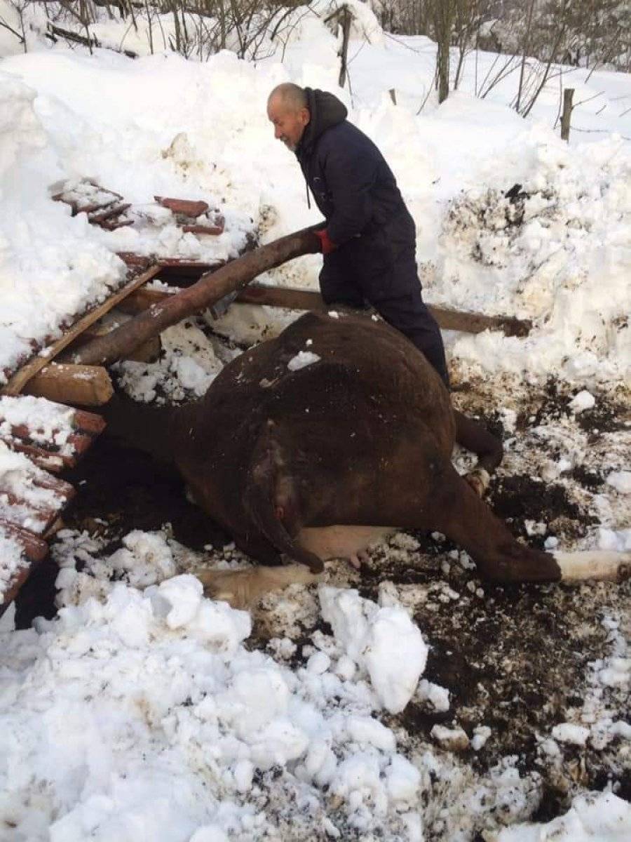 Zonguldak'ta ahır çöktü: 7 hayvan telef oldu