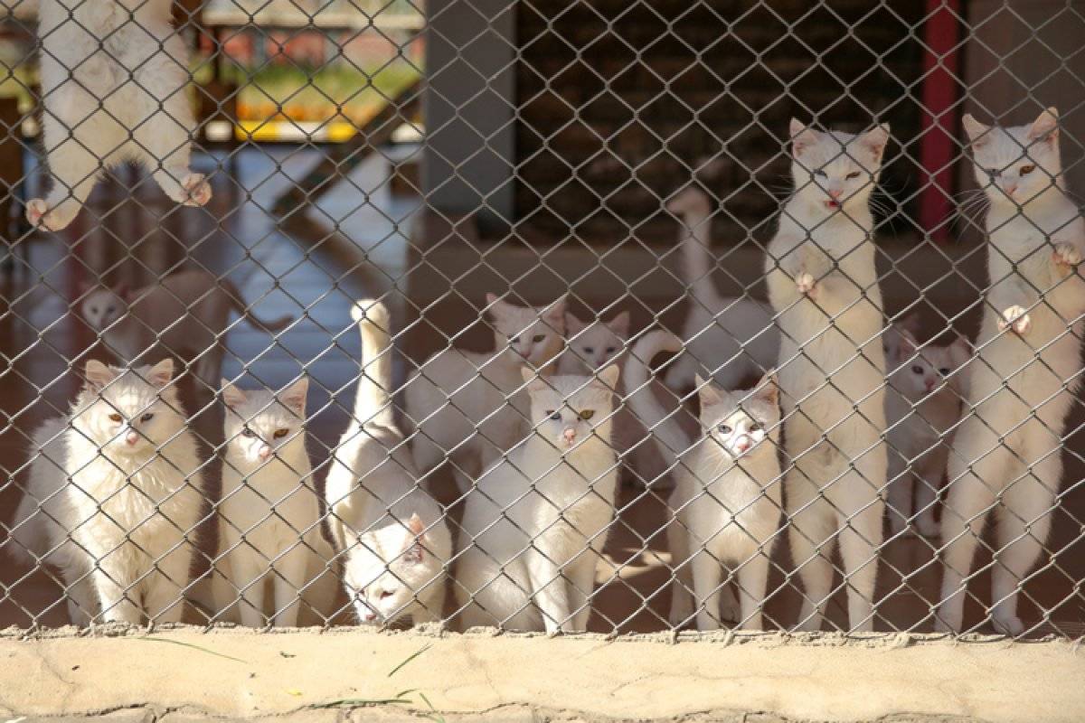Van kedilerinin sahiplendirilmesinde sağlık karnesi uygulanıyor