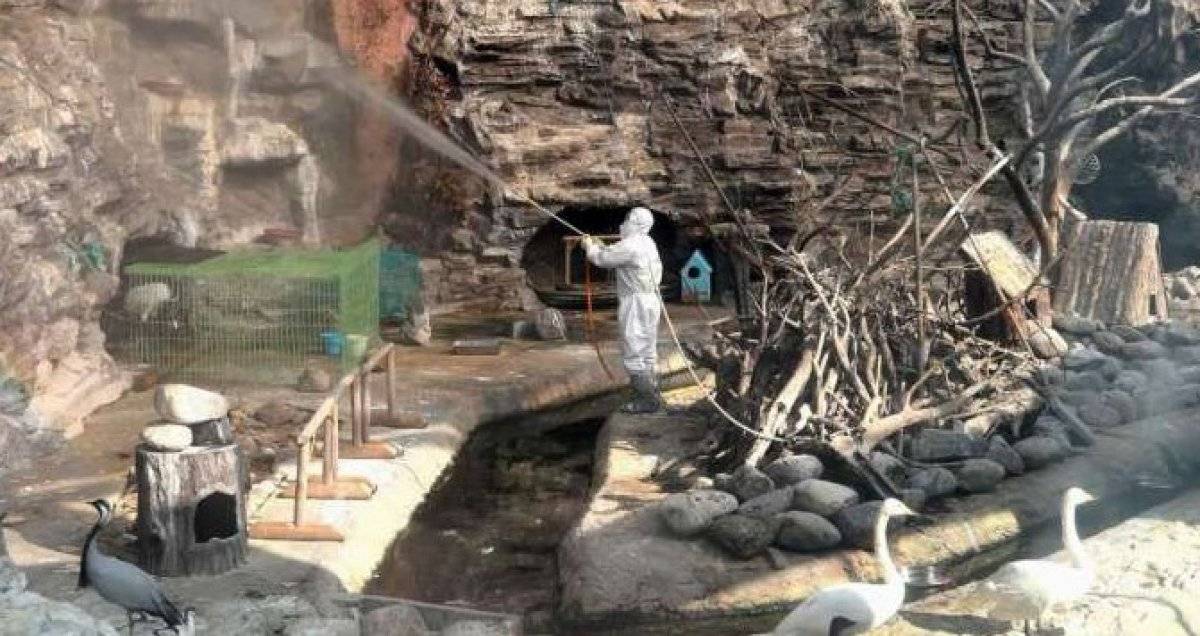 Güney Kore'de kuş gribi vakalarına bir yenisi daha eklendi