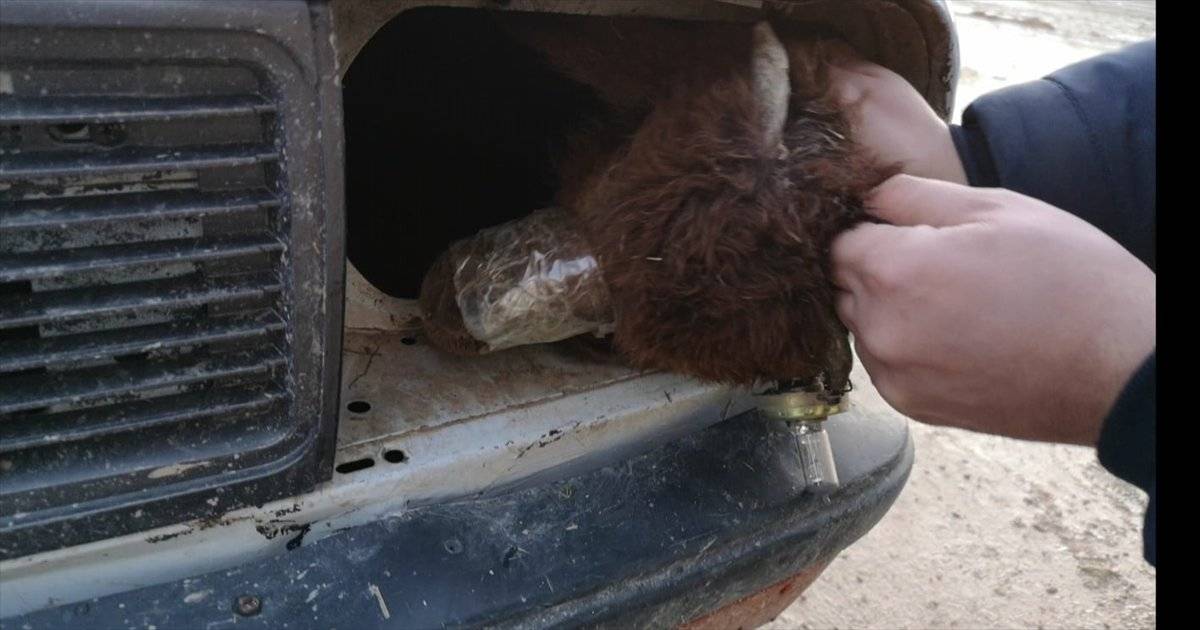 Akçakale'de, otomobilin farında gizledikleri kuzuları gümrükten geçirmeye çalıştılar