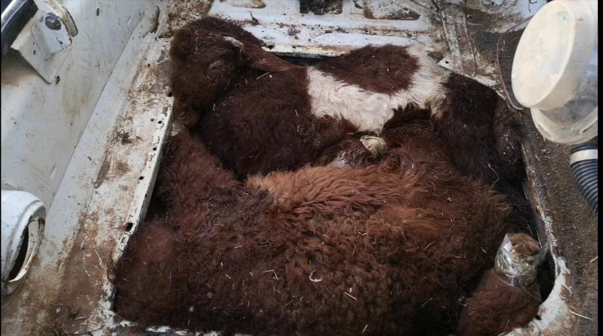 Akçakale'de, otomobilin farında gizledikleri kuzuları gümrükten geçirmeye çalıştılar