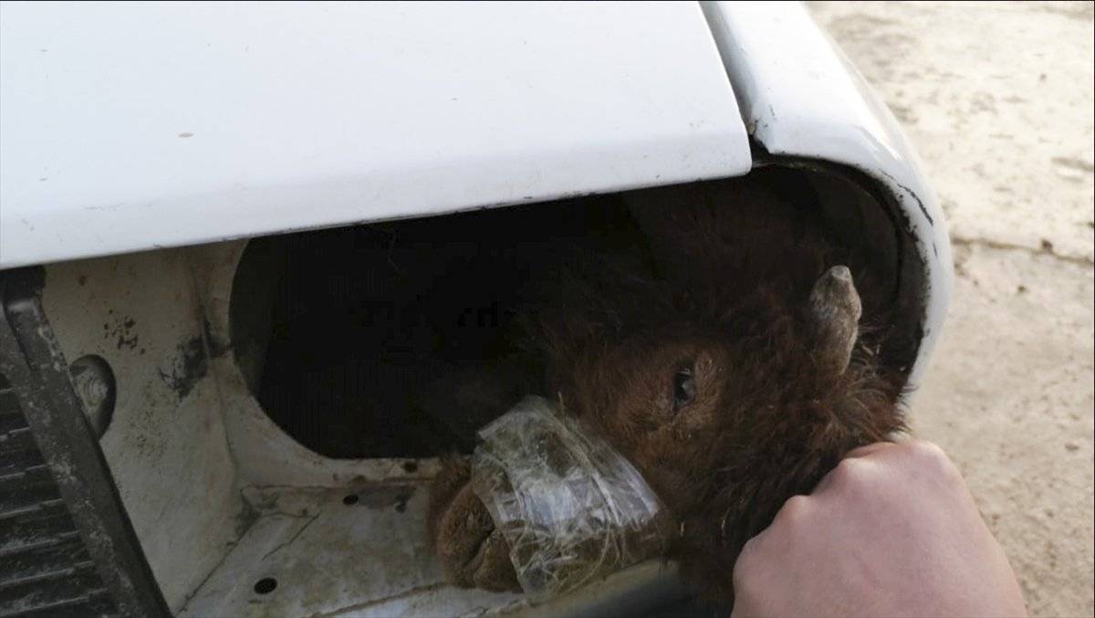 Akçakale'de, otomobilin farında gizledikleri kuzuları gümrükten geçirmeye çalıştılar