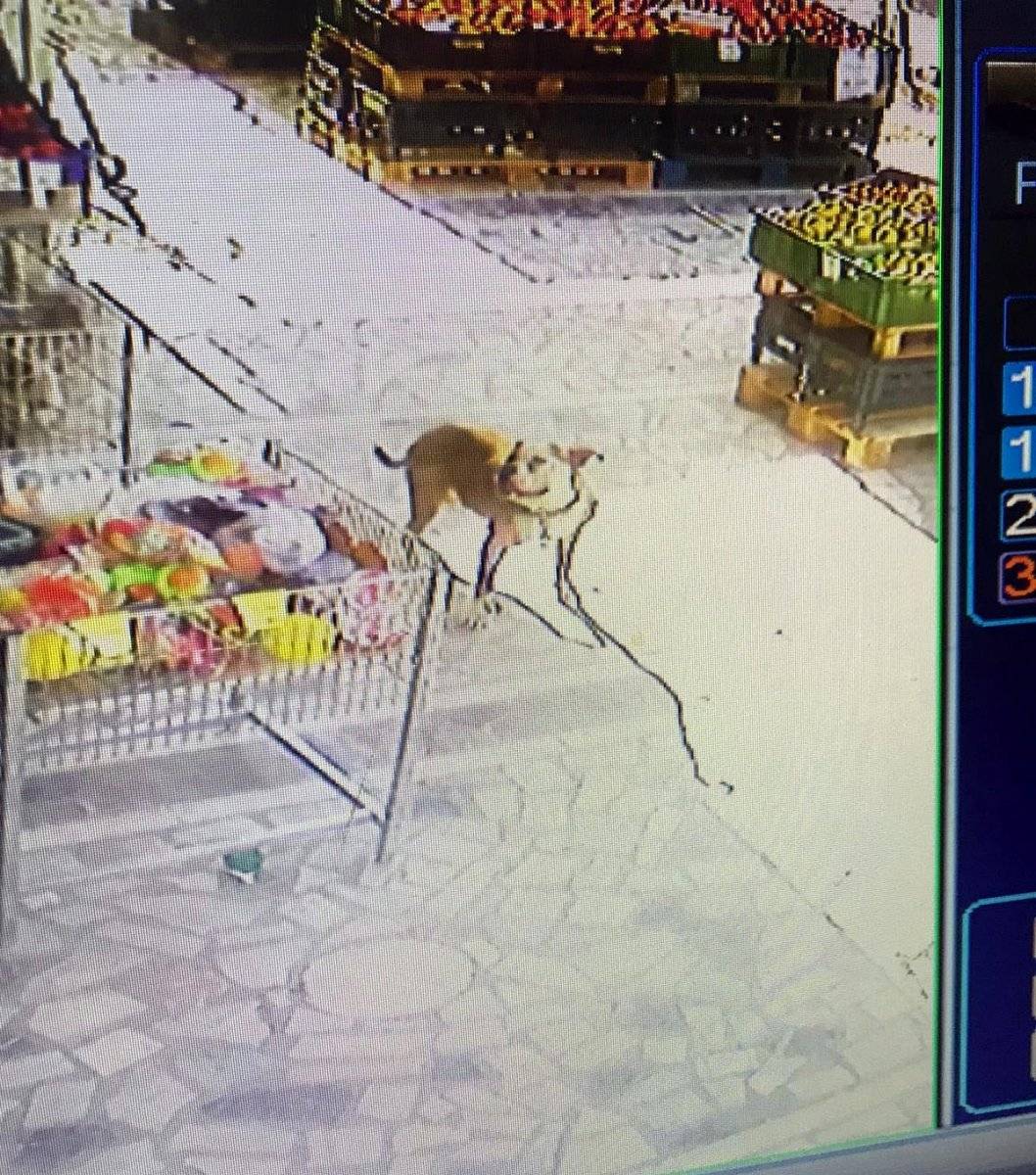 Ankara'da markete gelen minik Bahar'a pitbull saldırdı