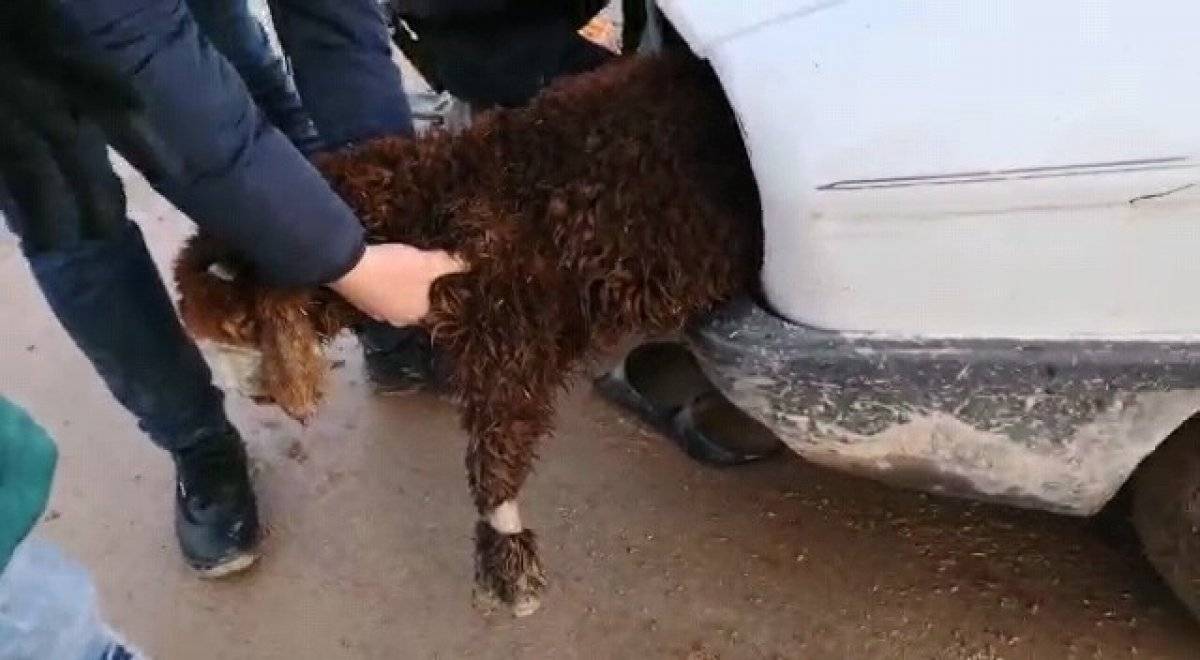 Akçakale'de, otomobilin farında gizledikleri kuzuları gümrükten geçirmeye çalıştılar
