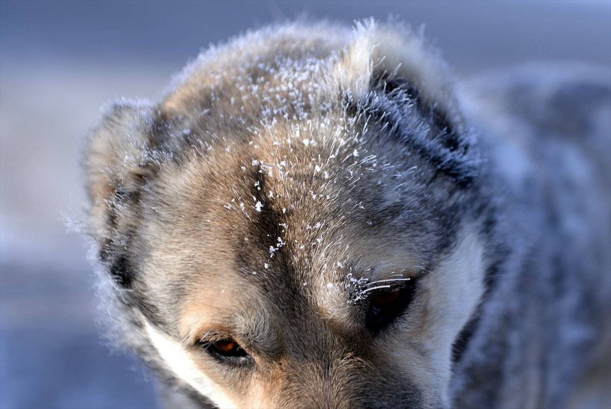 Ardahan'da soğuk hava