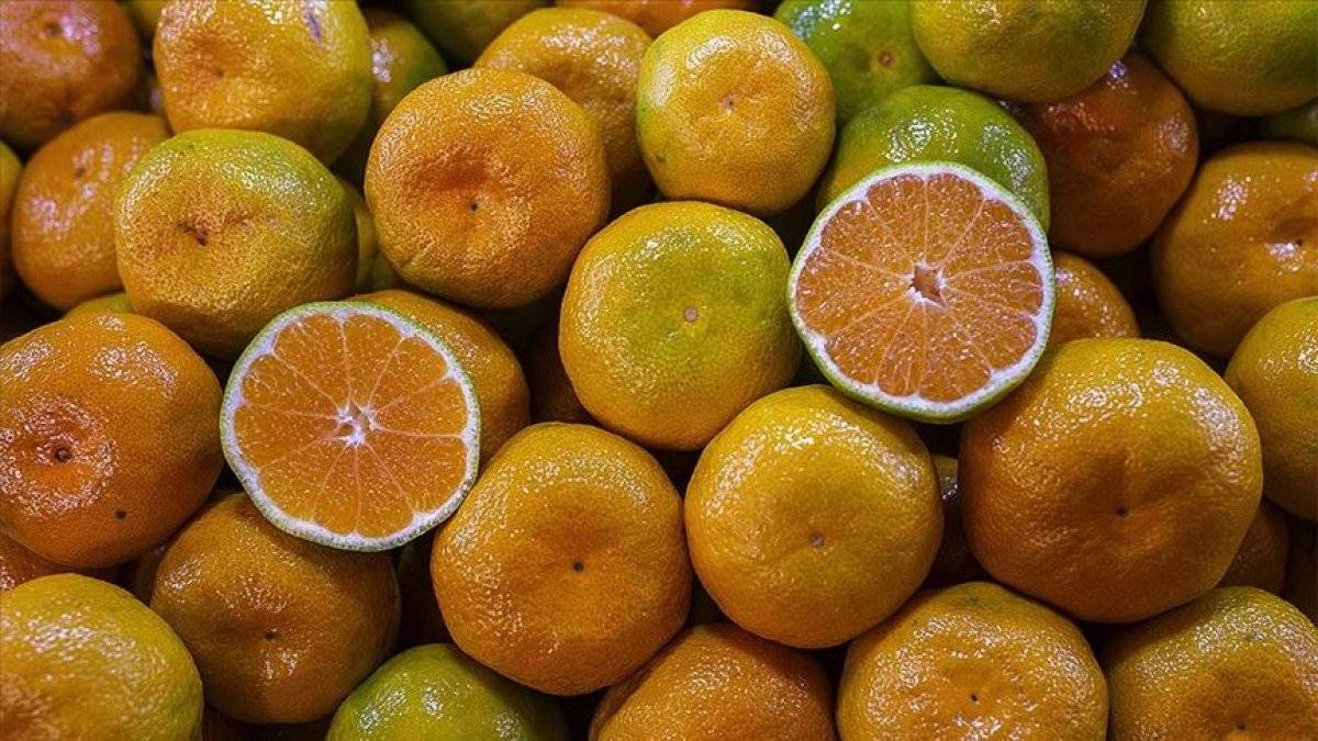 Yaş sebze meyve ihracatı arttı