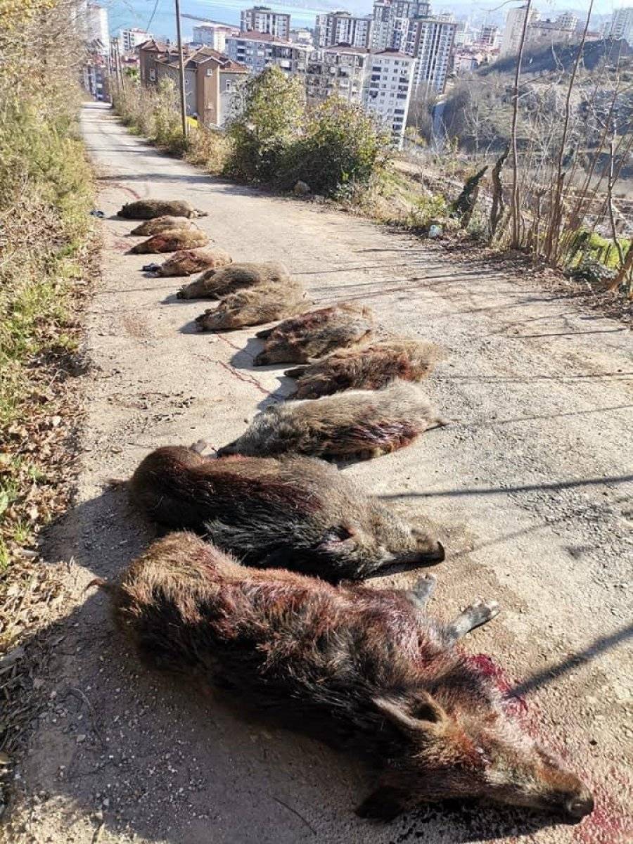 Ordu'da mahalleye inen 12 yaban domuzu avlandı