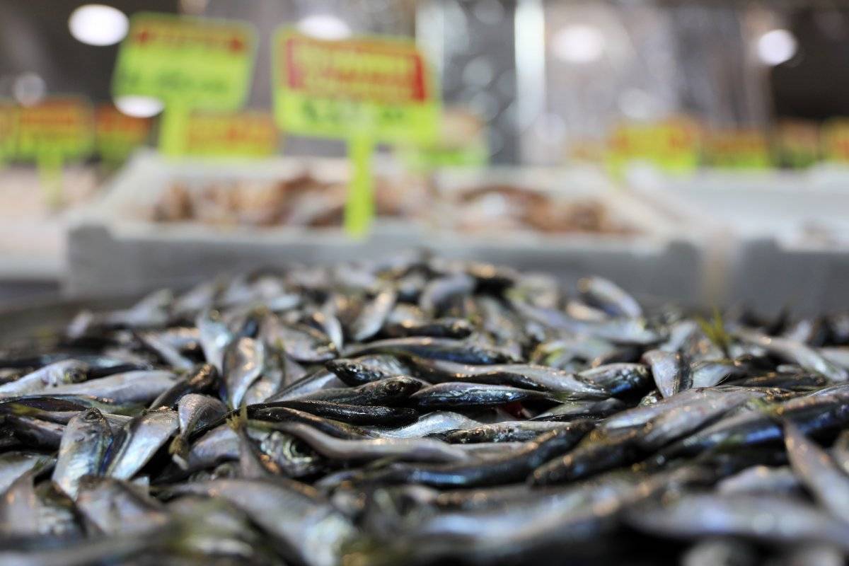 Balık fiyatları arttı