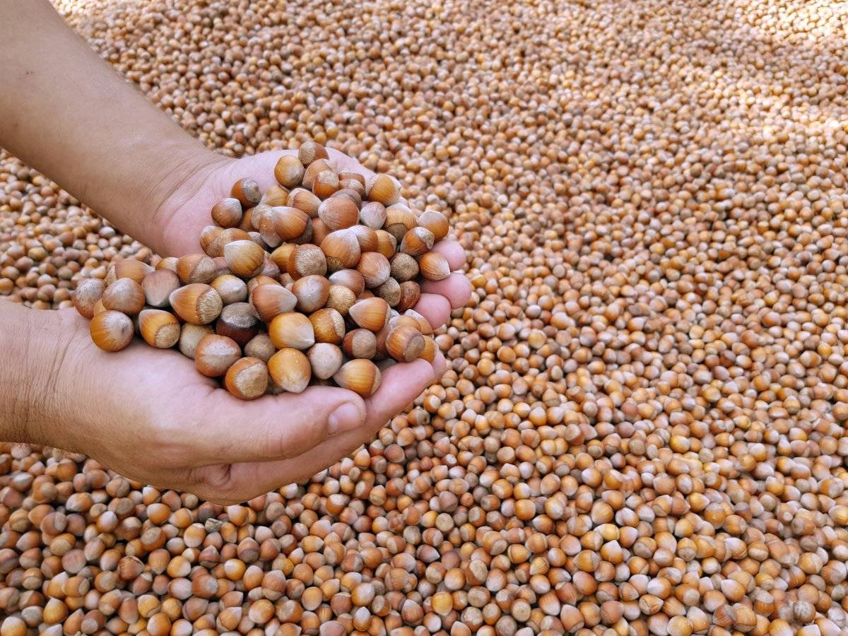 Fındık 2001-2020 ihracatı