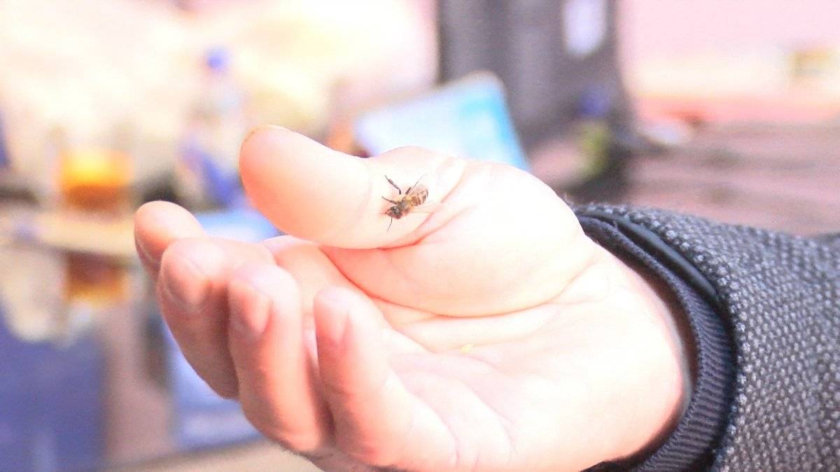 Malatya'da koronavirüse karşı kendilerini bal arılarına ısırttırıyorlar